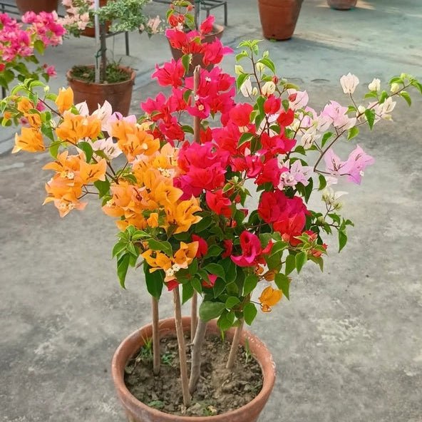 Chilli Multi - GO GREEN