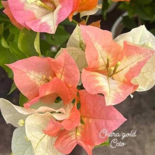 Chitra Gold (Grafted) - GO GREEN