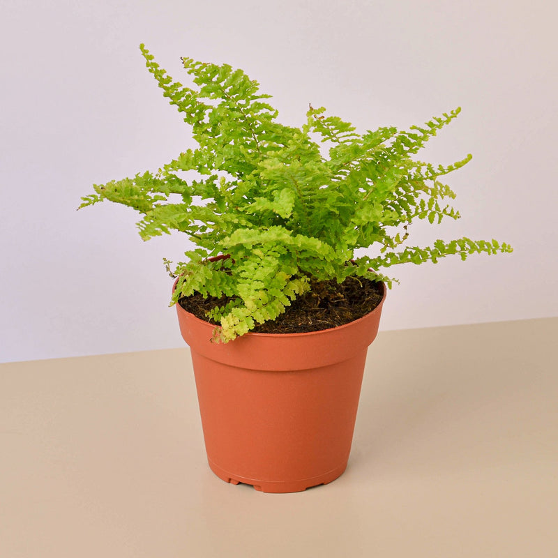 Cotton Candy Fern