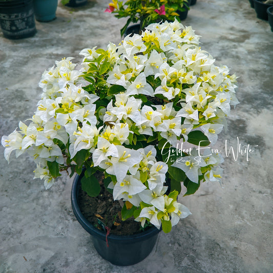 Golden Eva White (Grafted)