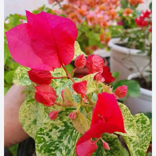 Snow Red