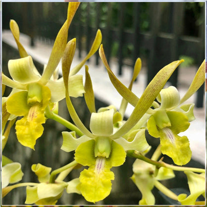 Dendrobium Chan Chao Twist # 387
