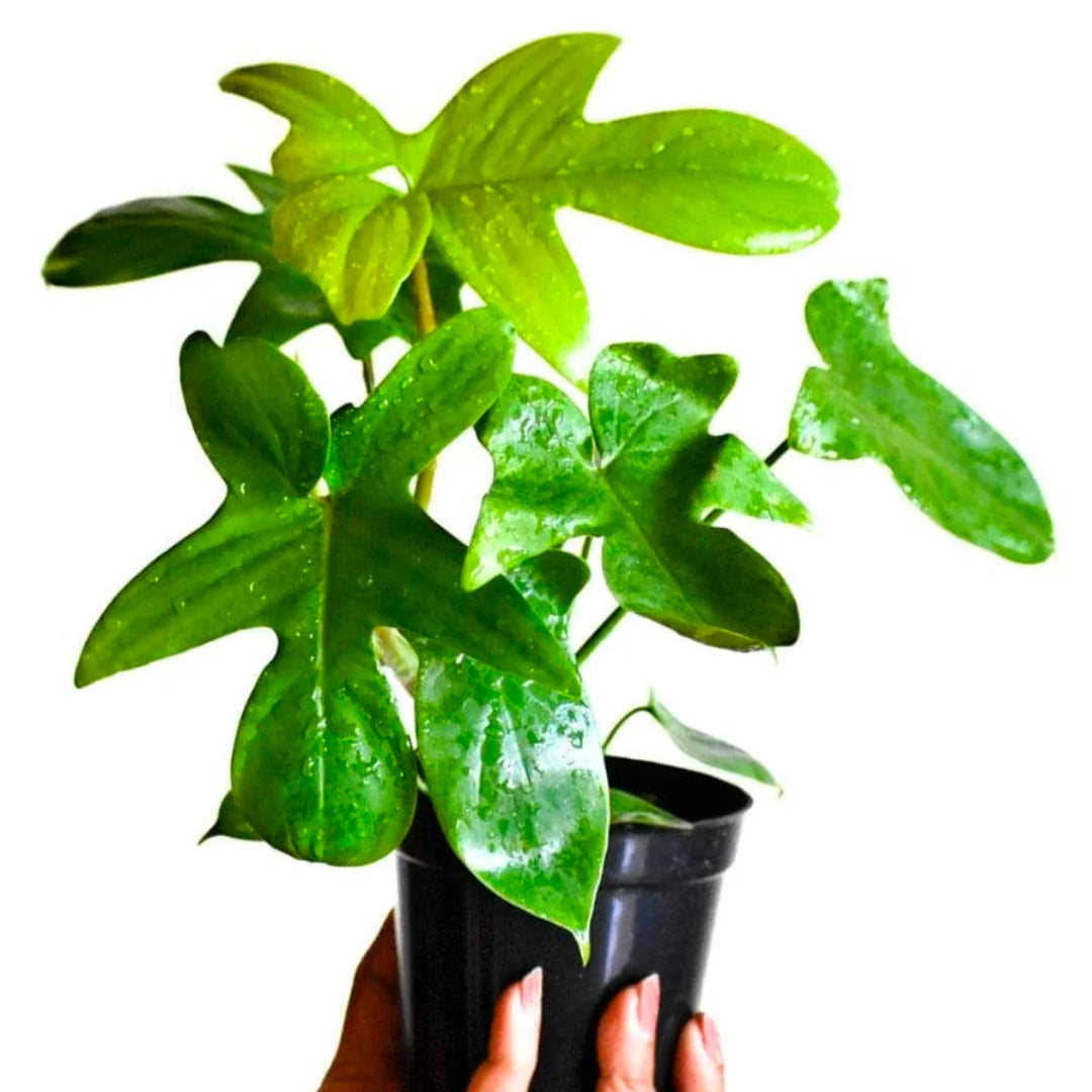 Philodendron Pedatum