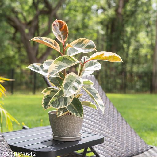 Rubber Plant Variegated