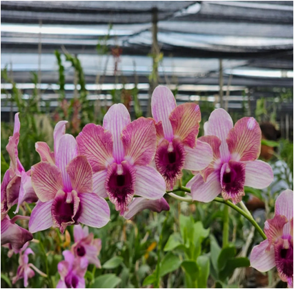 Dendrobium King Dragon #297_SS