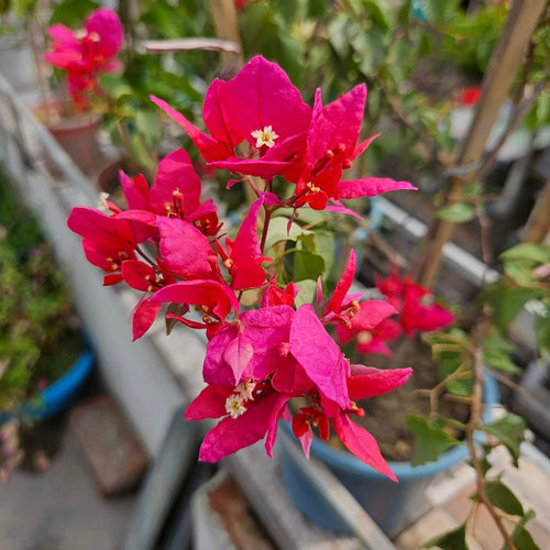 Silver Red (Rooted)