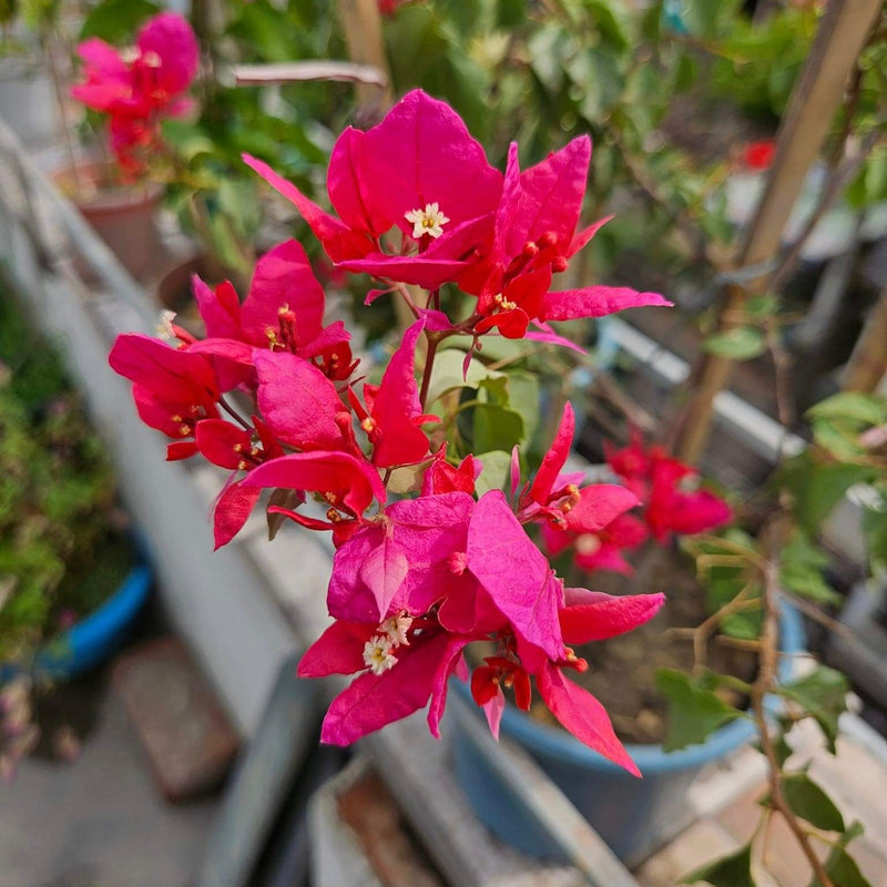 Silver Red (Rooted)