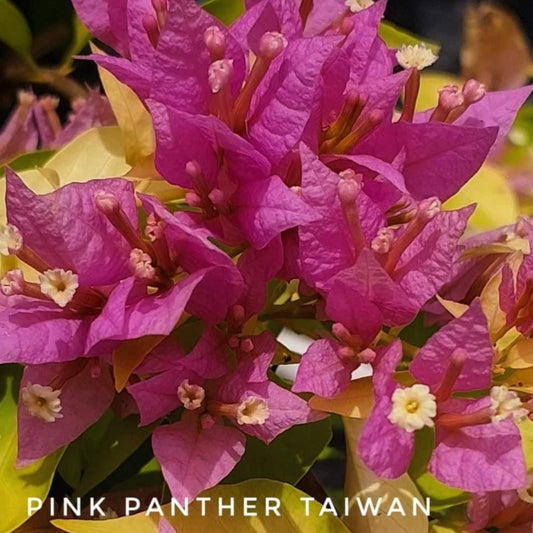 Pink Panther (Grafted)
