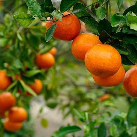 Darjeeling Mini Orange Plant - GO GREEN