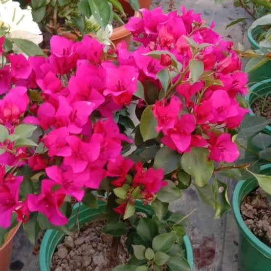 Snow Mahara (Rooted)