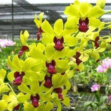 Dendrobium Buruna Green Star