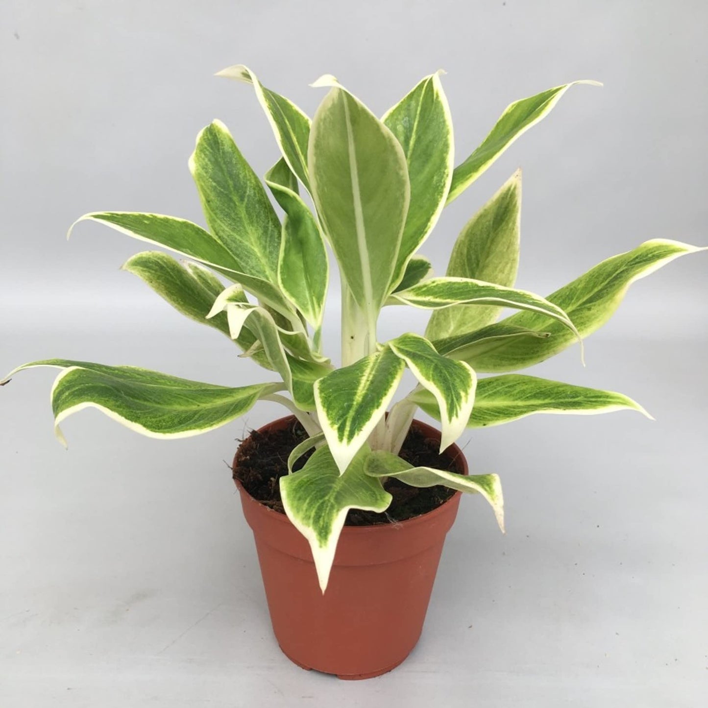 Aglaonema White Lipstick