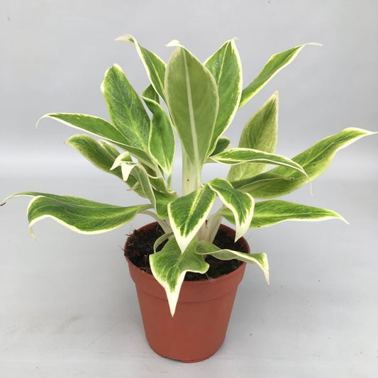 Aglaonema White Lipstick