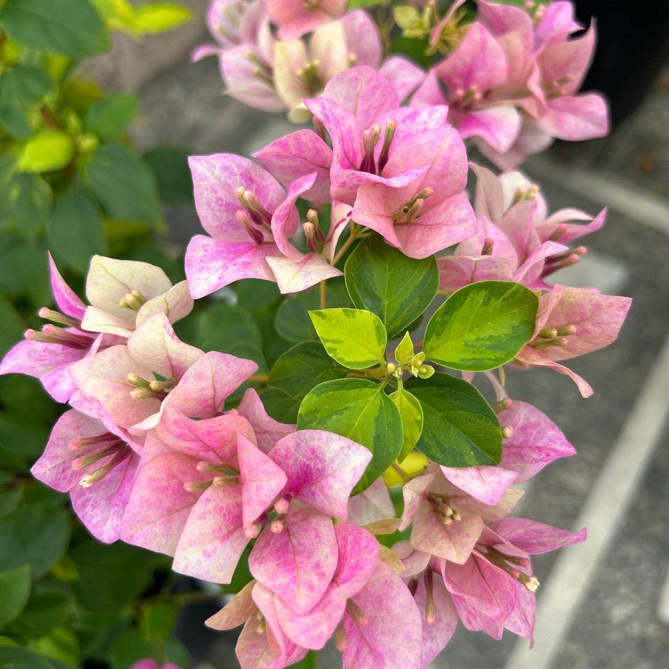 Lady Bird Marble (Grafted)