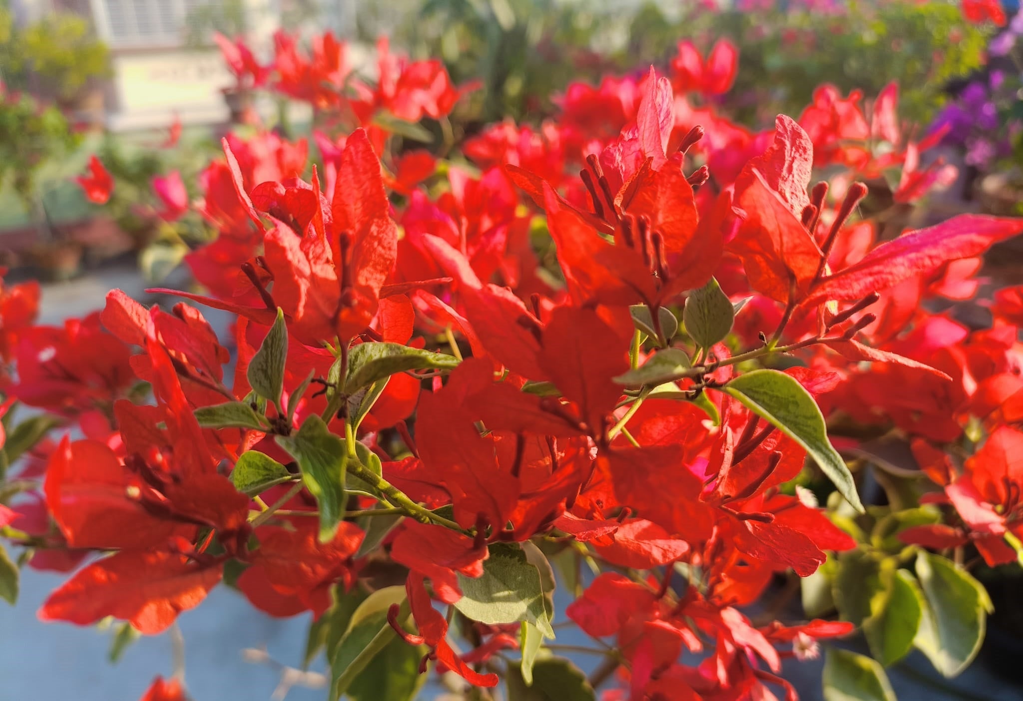 Butterfly Orange (Grafted)