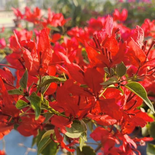 Butterfly Orange (Rooted)