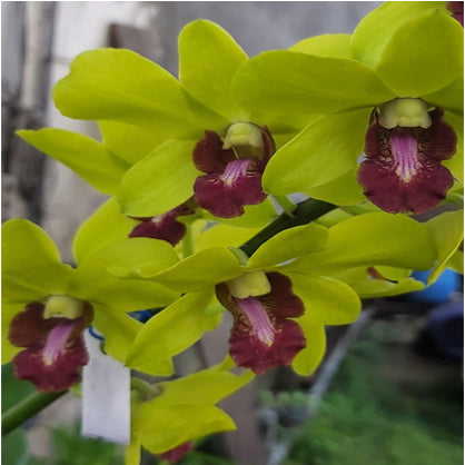 Dendrobium (Burana Jade x Thongchai Gold) T-8