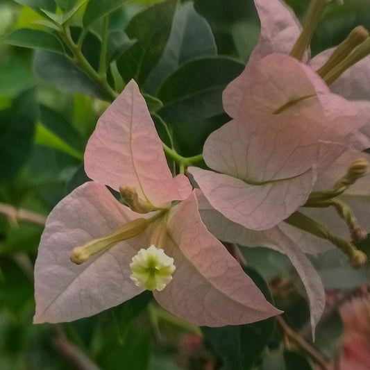 Sakura Green (Grafted)