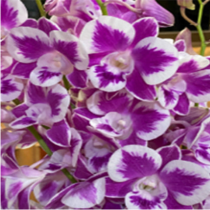 Den.Ekapol Splash '2055