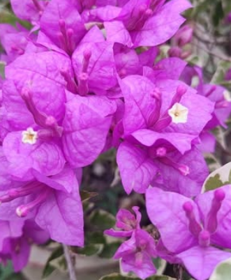 Hawaiian Purple