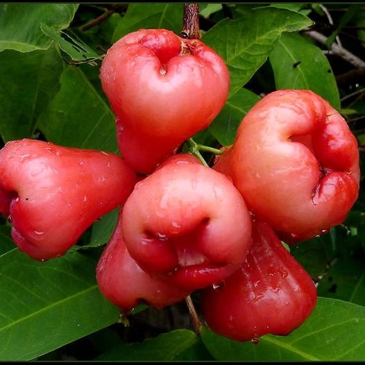 Rose Apple - Red Exotic Jamrul Plant