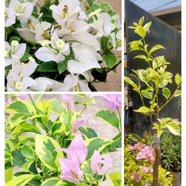 Hawaiian White / Violet