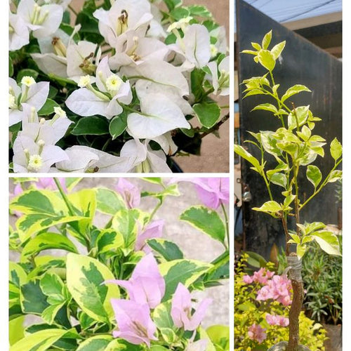 Hawaiian White / Violet