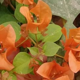 Cendai Orange