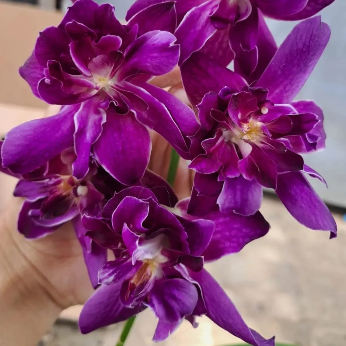 Dendrobium Betty Rose Purple