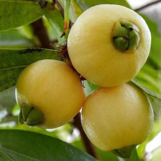 Gulab Jamun Plant