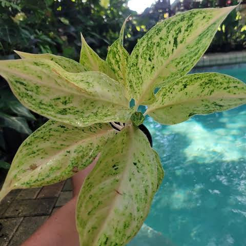 aglaonema ice Aglaonema White Snow Dream – GO GREEN