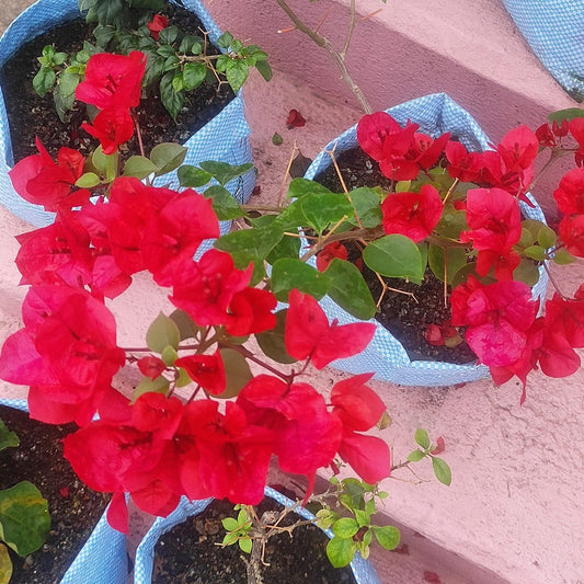 Isro by Amitav Mukherjee