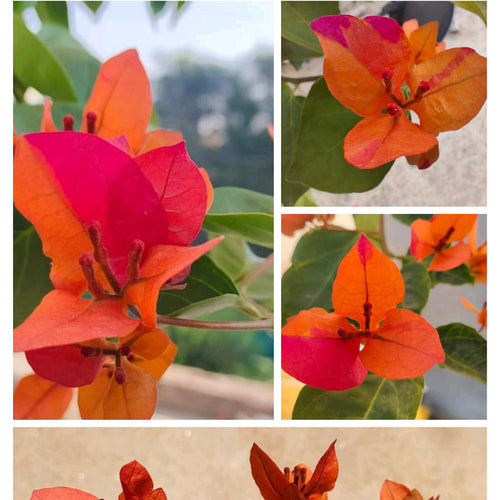 Symbiosis (Grafted)
