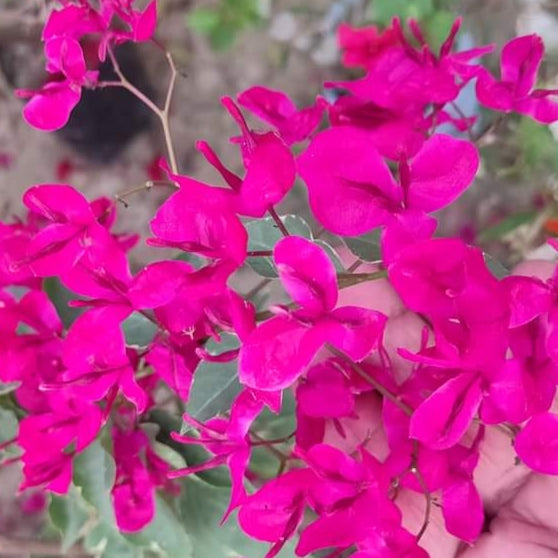 Pink Mashuri