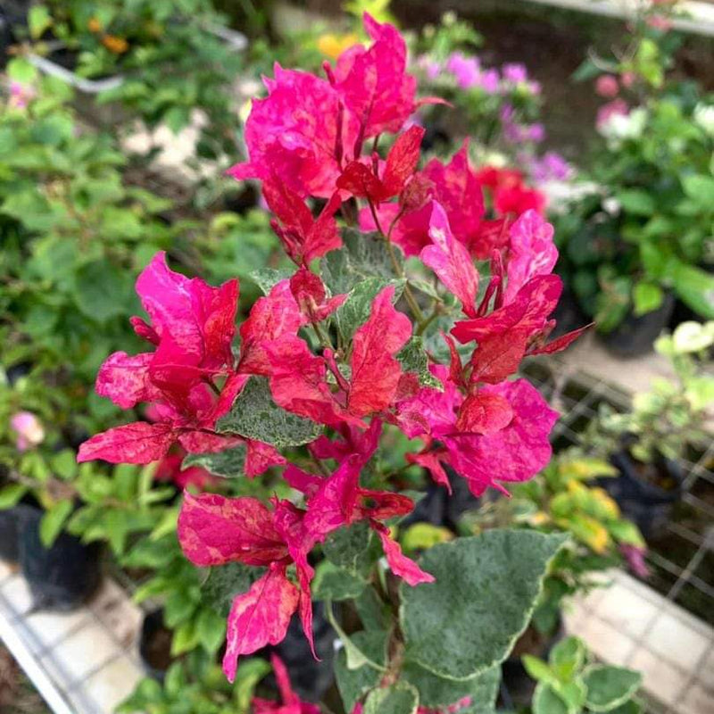 Tiger Christina Plant