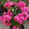 Rijnstar Pink (Rooted)