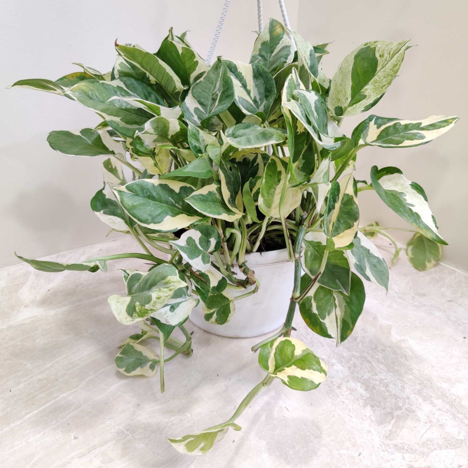 Marble Pathos Hanging