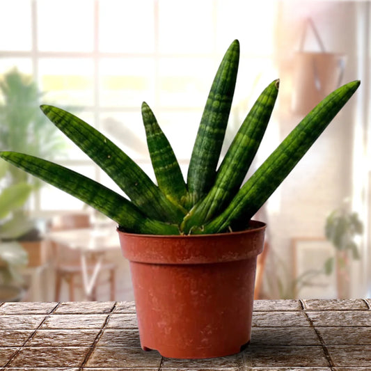 Sansevieria Boncel Plant