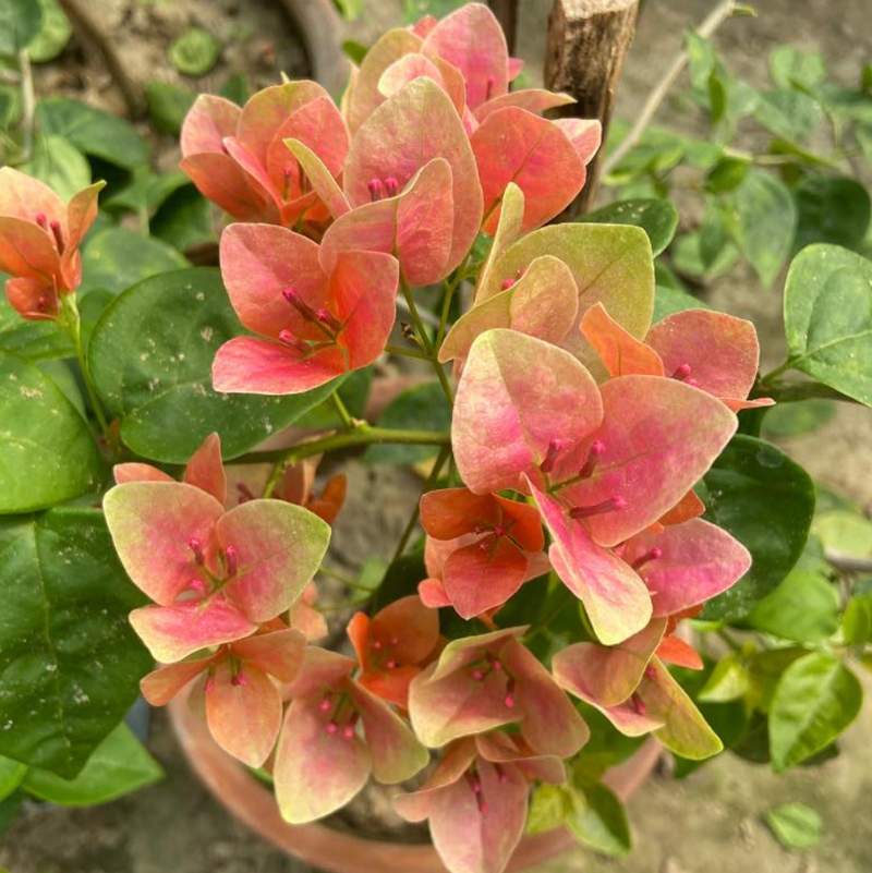 Watermelon Kiss (rooted)