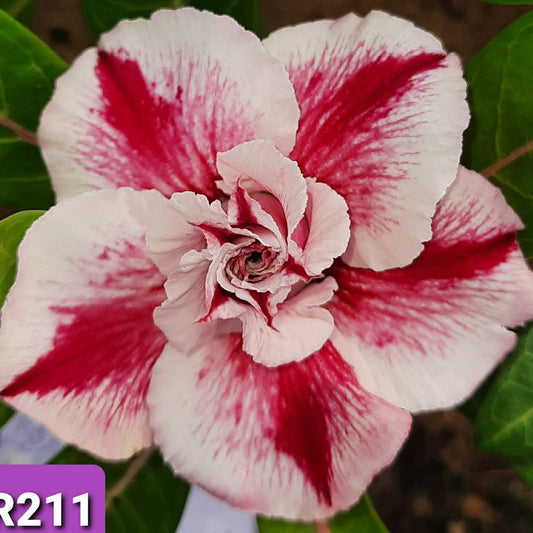 Empress Bloom - GO GREEN