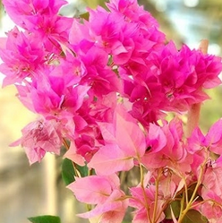 Los Benos Beauty (Rooted)