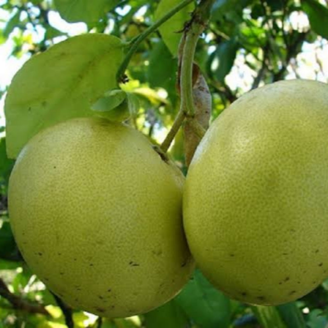 Thai Pomelo
