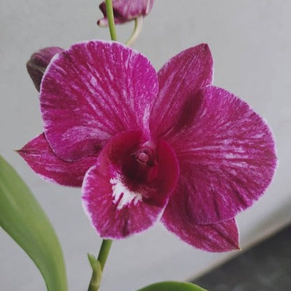 Dendrobium Trippawan Red_Ss