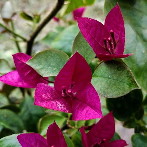 Kerala Pink