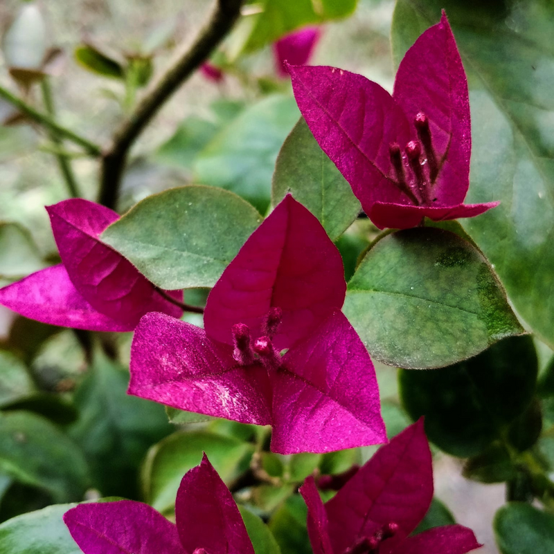 Kerala Pink