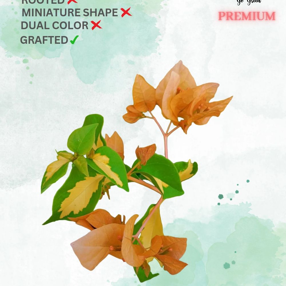 Thimma Yellow (Grafted)