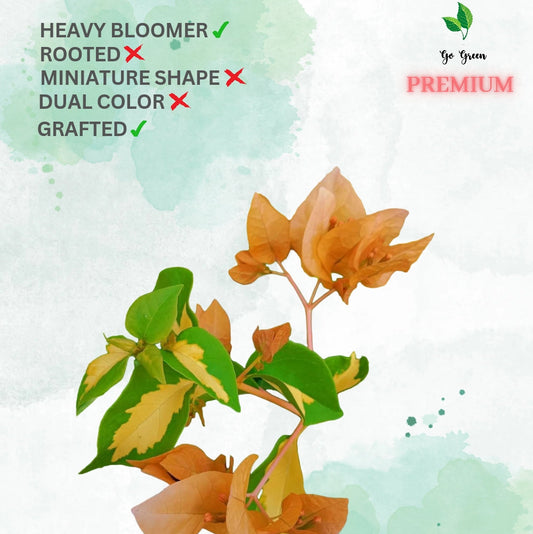 Thimma Yellow (Grafted)