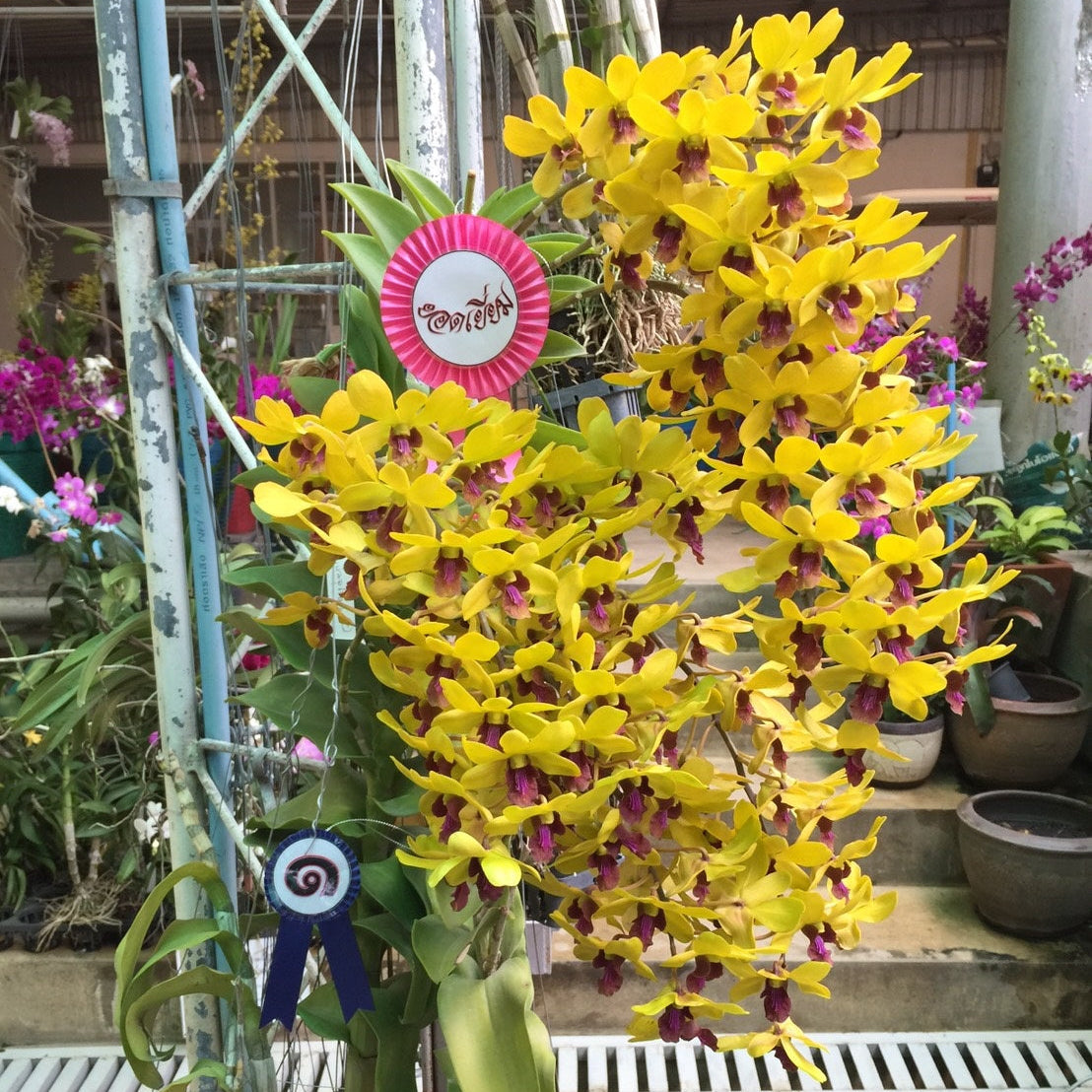 Dendrobium Maynin Uraiwon
