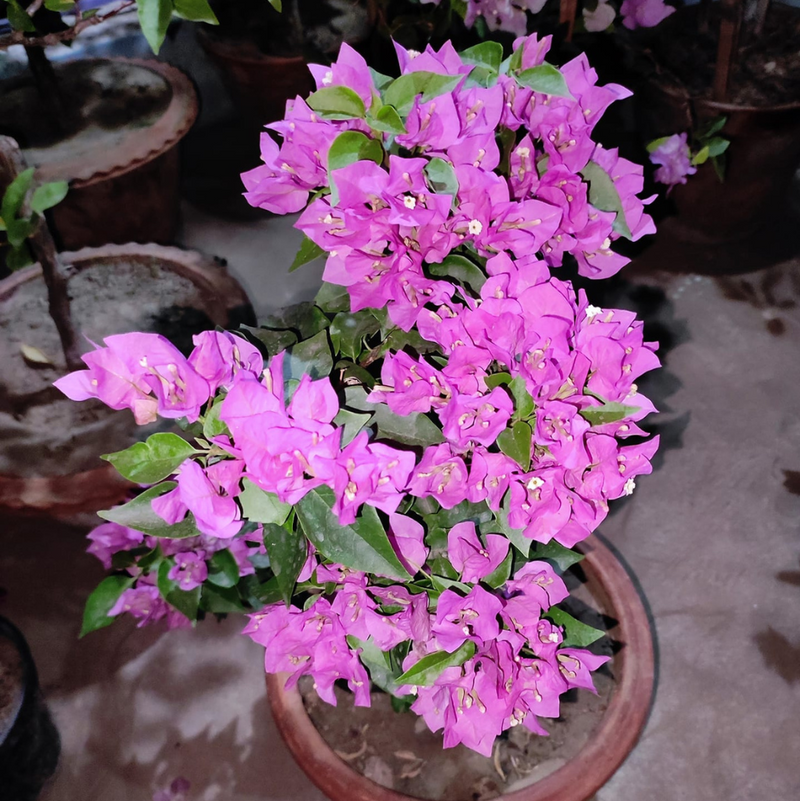 Vera Pink