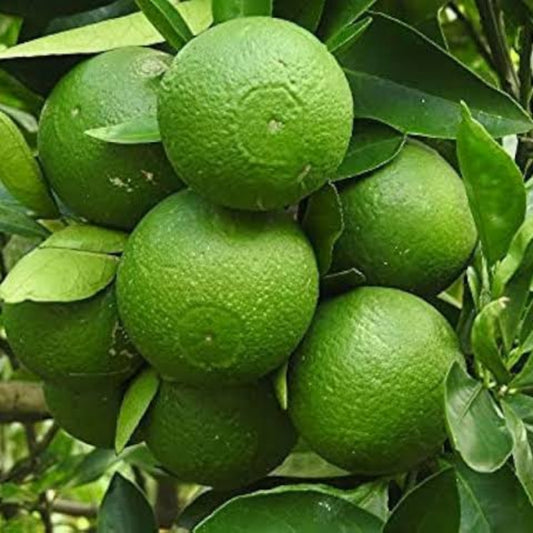 BARI-1 Malta Grafting